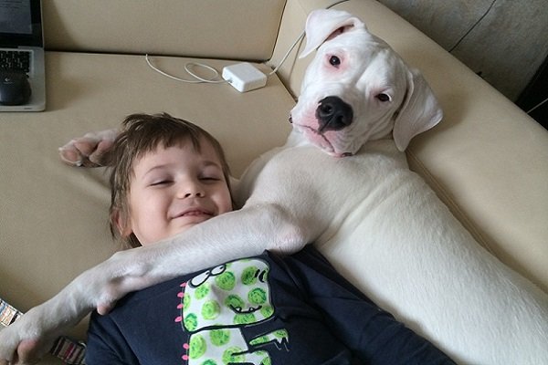Is Dogo Argentino a good family dog?