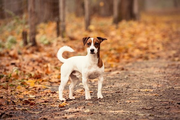 Jack Russell Terrier