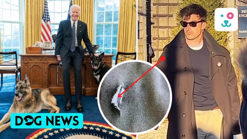 Joe Biden's Dog Repeatedly Bit Secret Service Agents, White House Played It Down, Show Documents