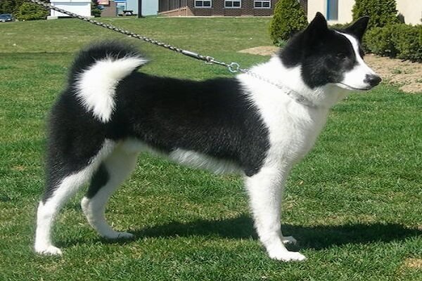 Karelian Bear Dog Coat