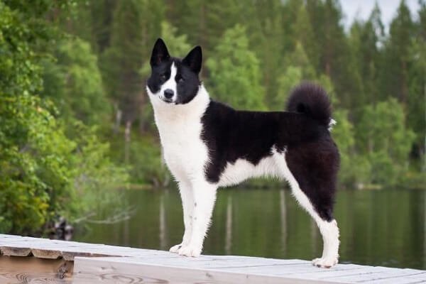 Karelian Bear Dog Conclusion