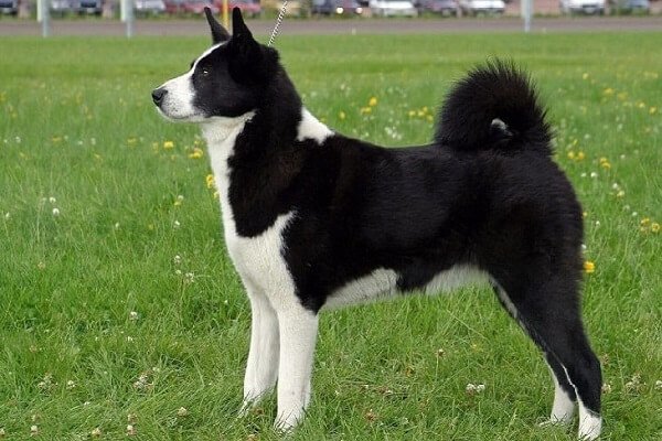 Karelian Bear Dog Exercise