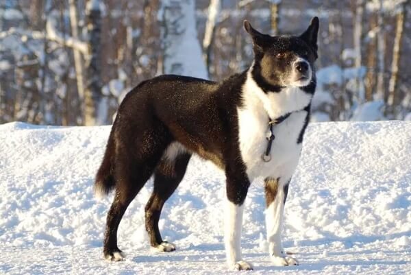 Karelian Bear Dog Health