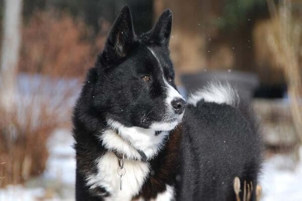 Karelian Bear Dog Natural Hunters