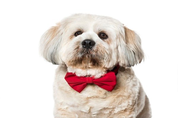 Lhasa Apso
