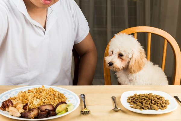 Malnutrition in Dogs
