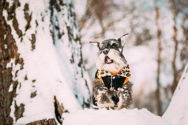 Miniature Schnauzer