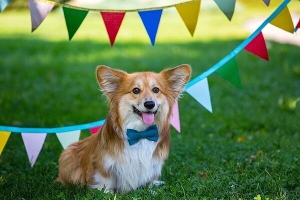 Pembroke Welsh Corgi Cost