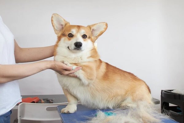 Pembroke Welsh Corgi Grooming