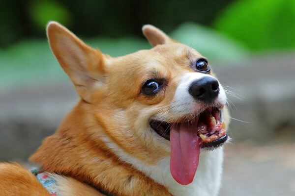 Pembroke Welsh Corgi Origin