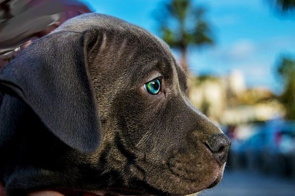 Pit Bull Blue Eyes