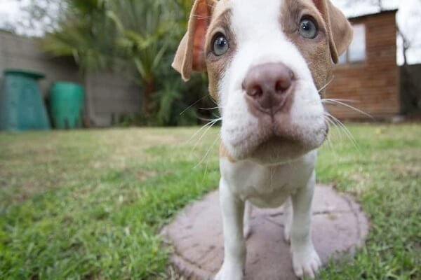 Pitbull Puppies Grooming