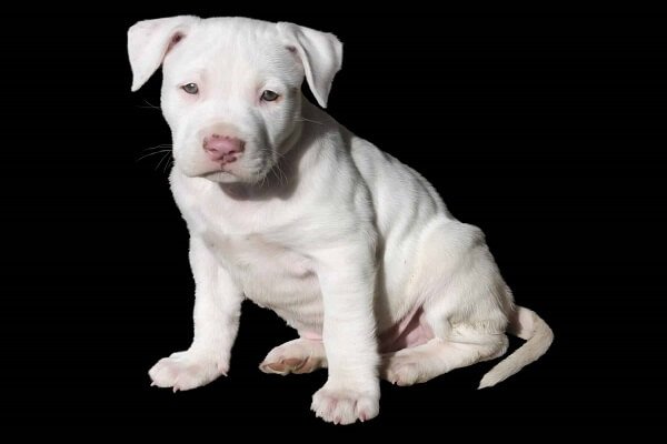 Pitbull Puppies History