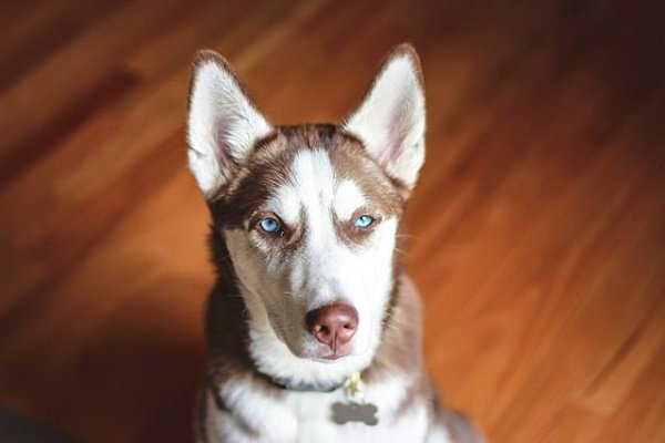 Siberian husky | Blue Eyes