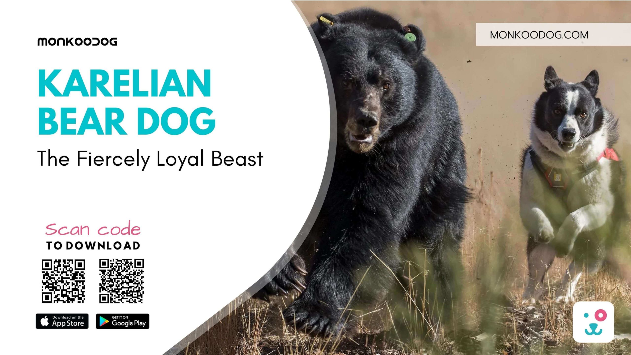 The Fiercely Loyal Beast Karelian Bear Dog