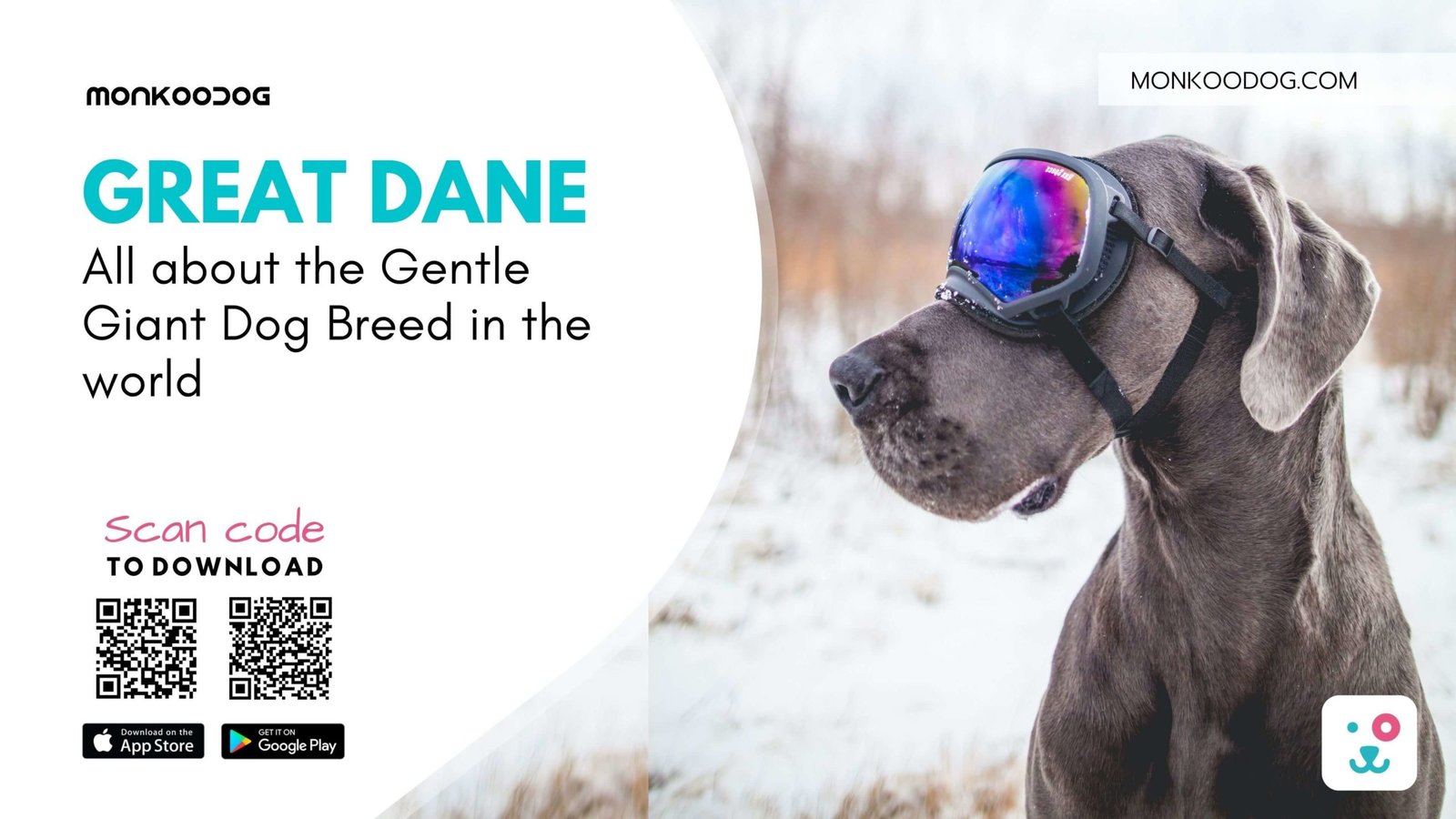 thumbnail image 2 of Great Dane Dog Breed 2026 Wall Calendar – Full Size 12x24 – Made In USA – MegaCalendars 2 of 3