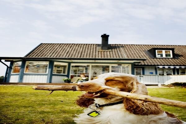 Training a Cocker Spaniel