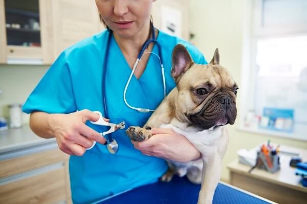 Trimming Their Nails | Groom Your Pets