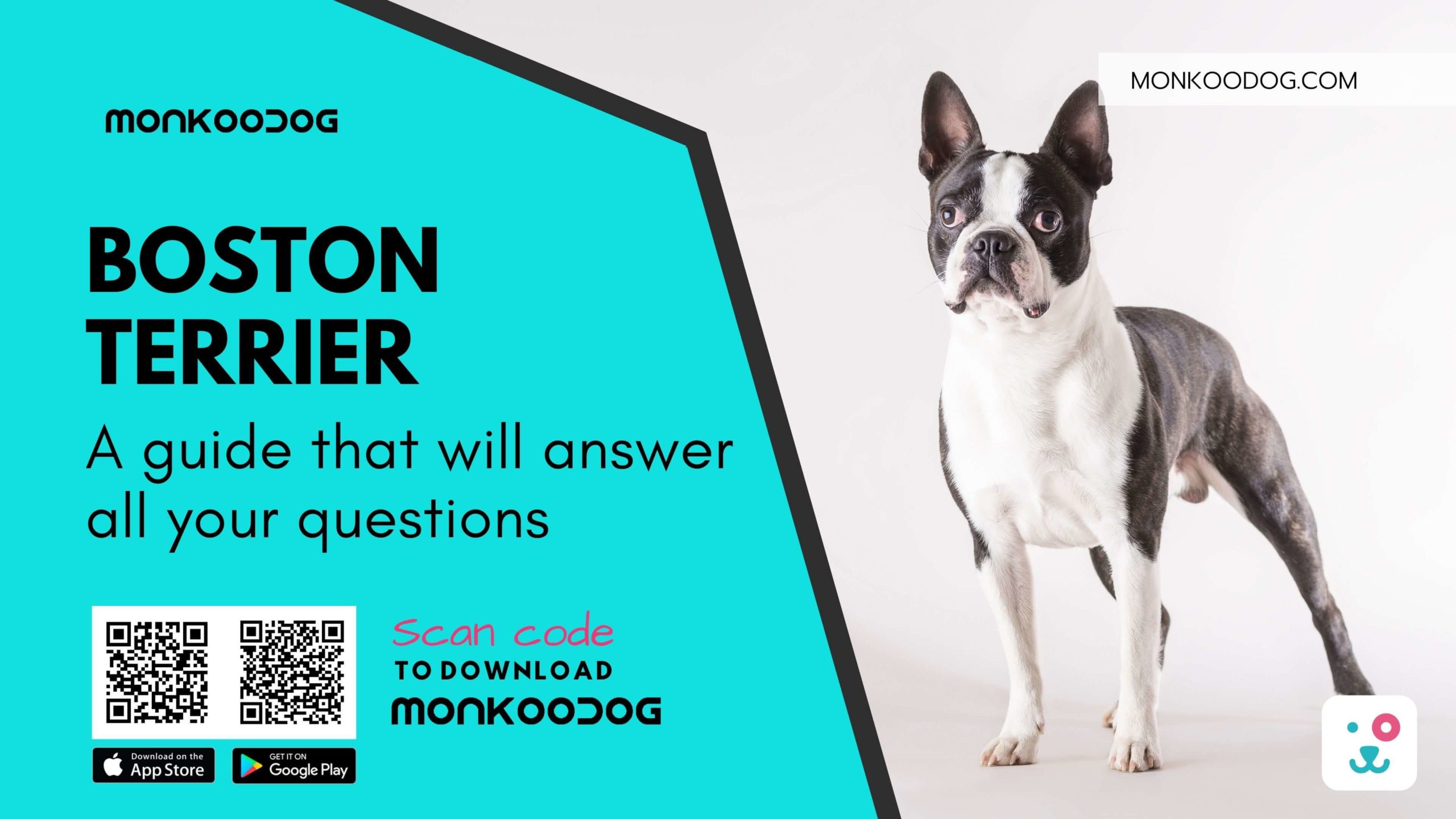 Ultimate Guide To Boston Terrier Dog Breed