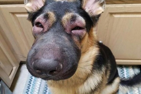 Ways to Prevent Facial Swelling in Dogs