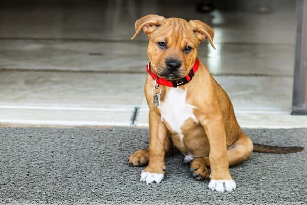 What Are the Health Problems That Pitbull Boxer Mix Puppies Face?