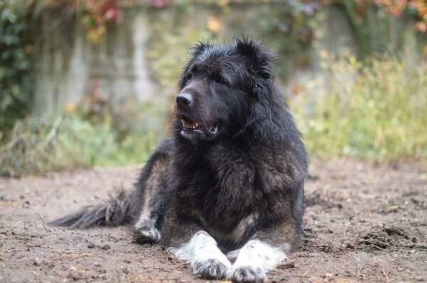 What Is the History of Caucasian Shepherd Dog?