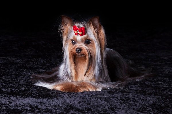 Yorkshire Terrier