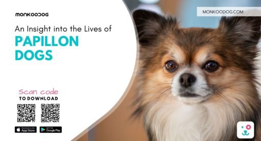 An Insight into the Lives of Papillon Dogs