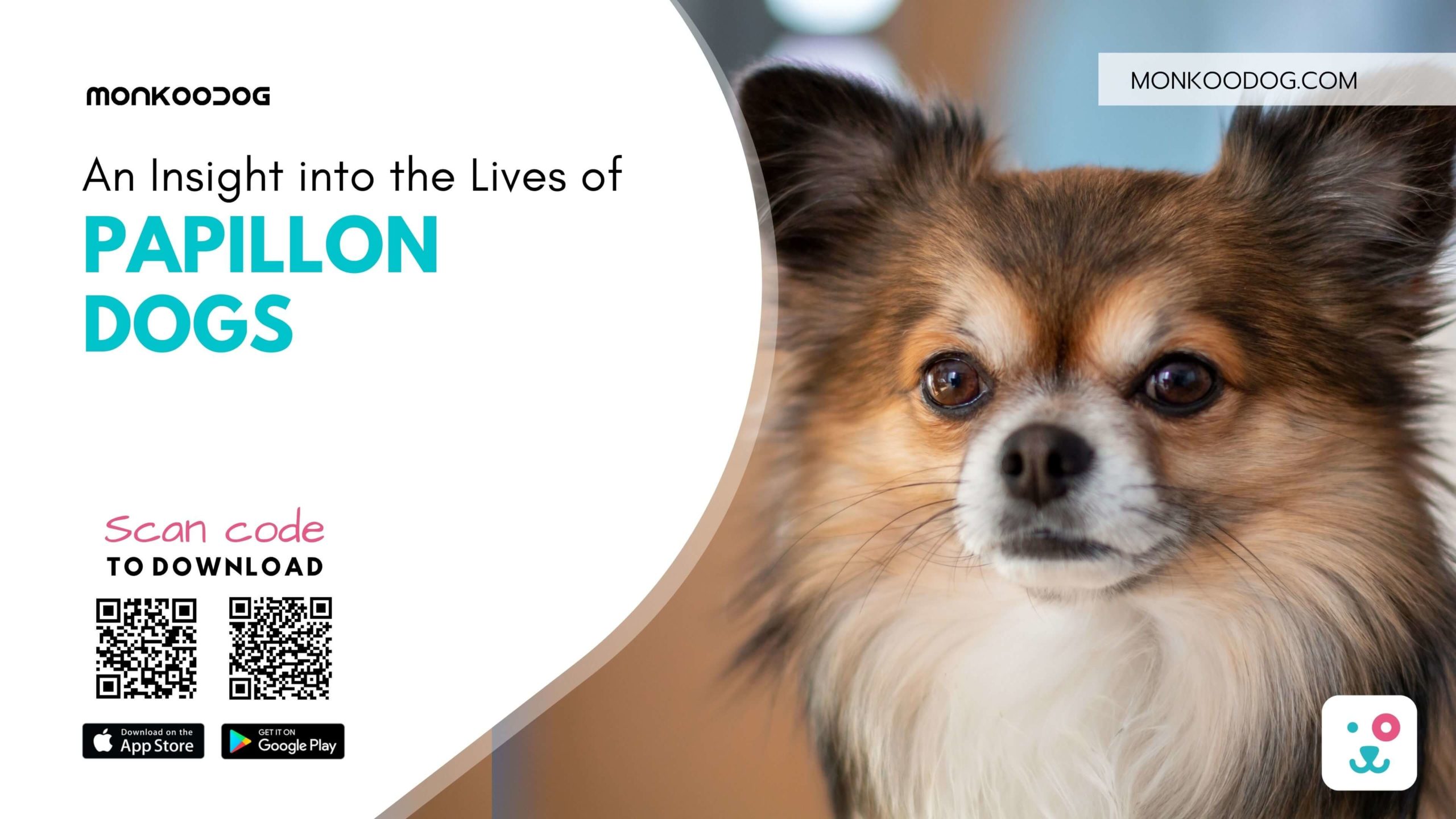 An Insight into the Lives of Papillon Dogs