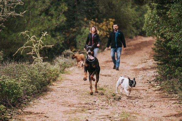 Are Doberman good family dogs?