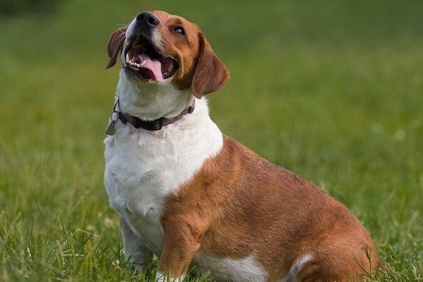 Basset Hound Beagle mix Appearance