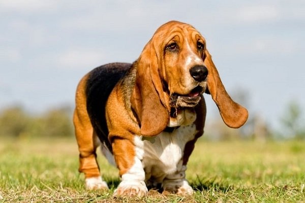 Basset Hound Beagle mix Exercise