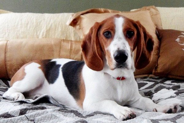 Beagle mix Intelligent Breed