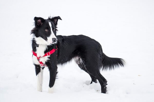 Border Collie