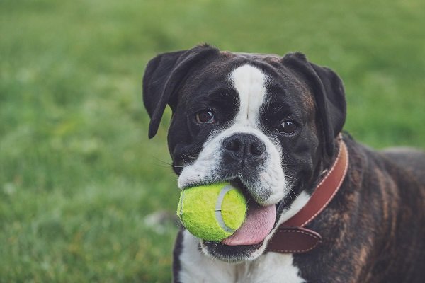 Boxer | Popular Dog Breeds