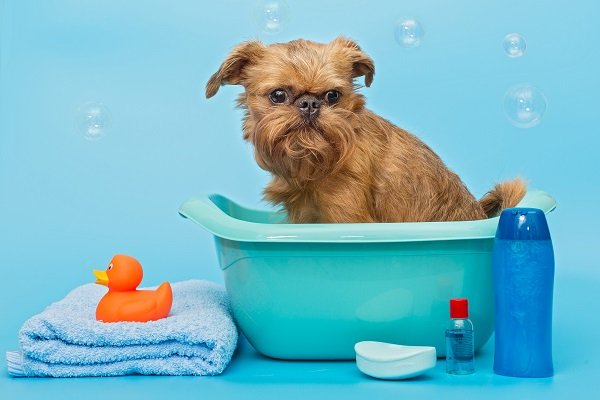 Brussels Griffon Grooming