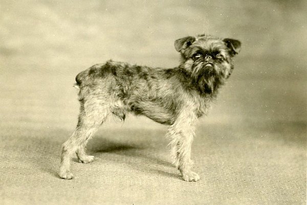 Brussels Griffon History