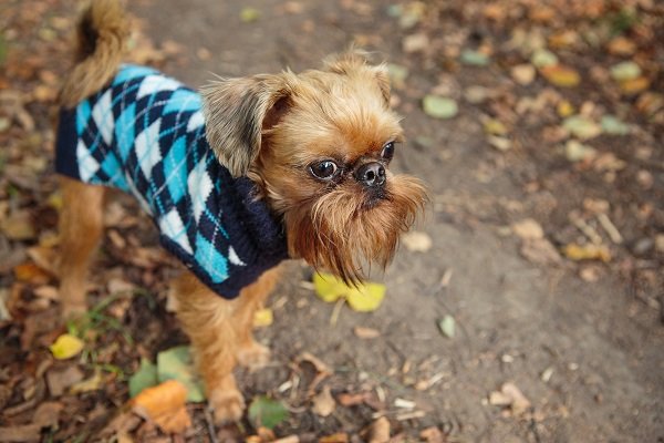 Brussels Griffon Size and Appearance