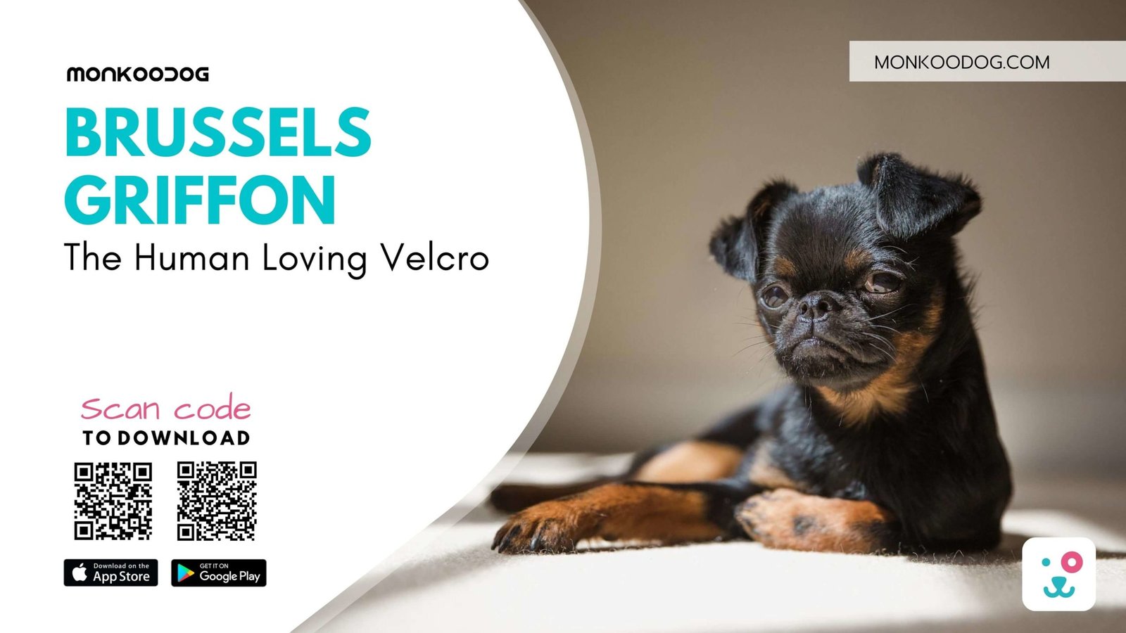 Brussels Griffon The Human Loving Velcro