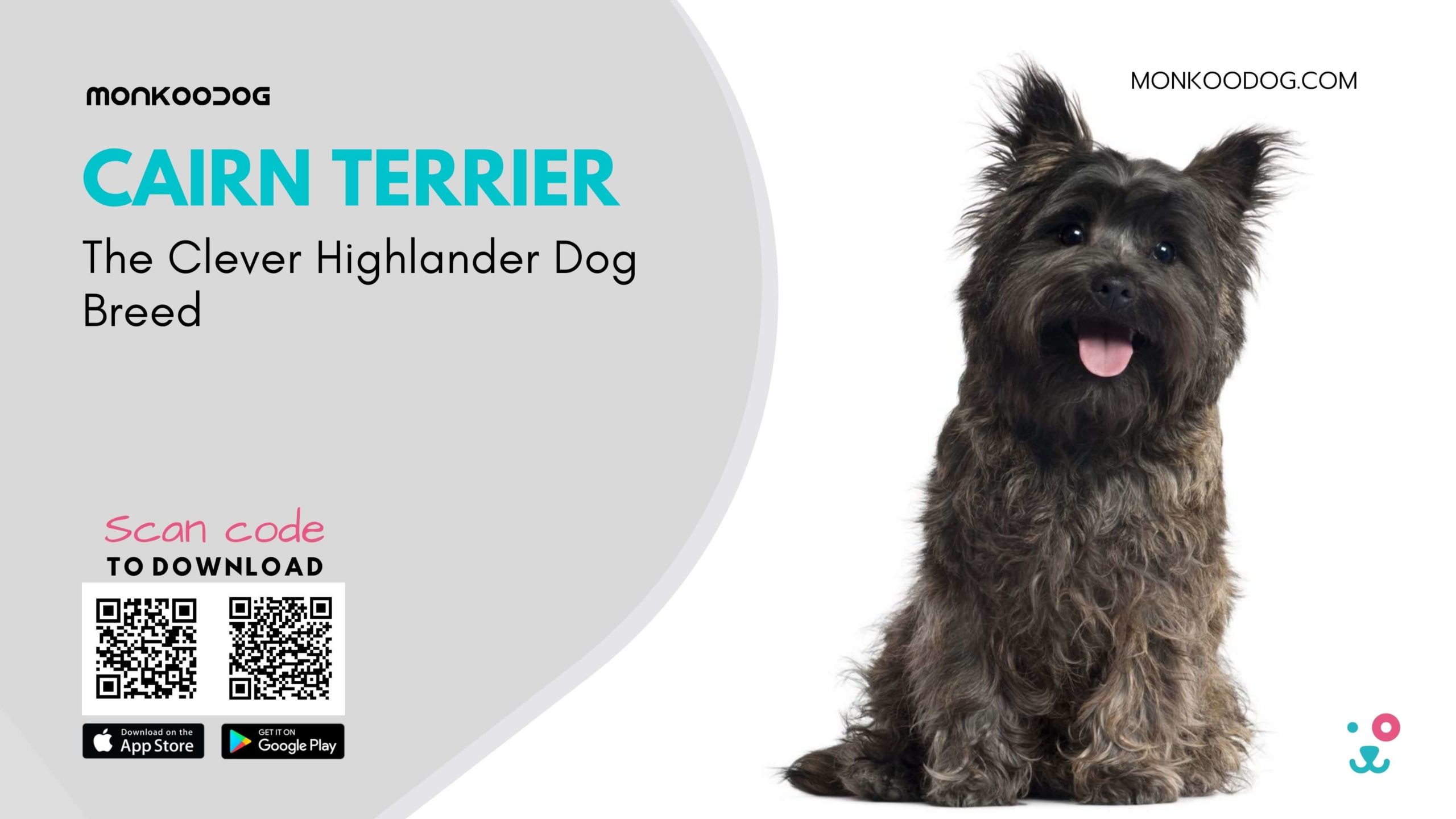 Cairn Terrier Dog Breed The Clever Highlander