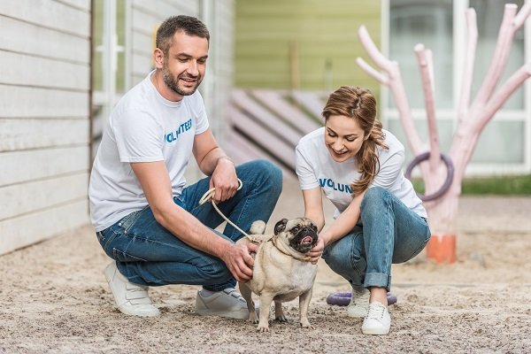 Caring for a Pug