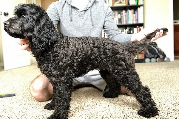 How Much Grooming Will a Cockapoo Need?