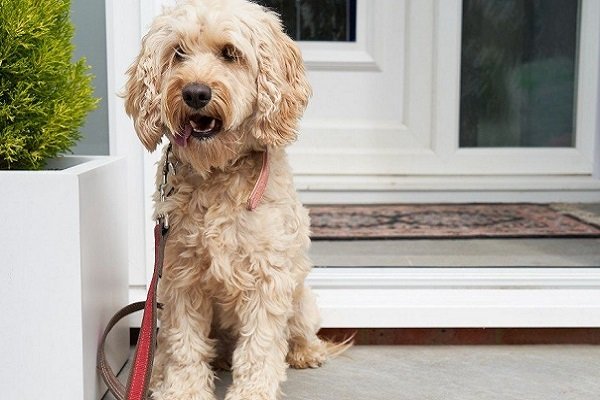 What Health Problems Do Cockapoos Face?