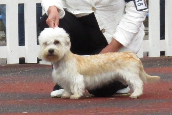 Dandie Dinmont Terrier Grooming