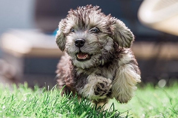 Dandie dinmont terrier Training