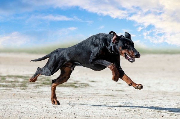 Doberman Pinscher | Fastest Dog Breeds