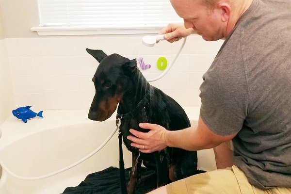 Doberman Pinscher Grooming