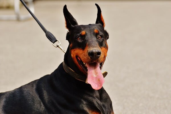 Doberman Pinscher Smartest Dog Breeds