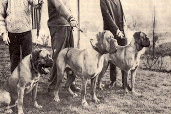 What Is the Origin of the Dogue De Bordeaux?