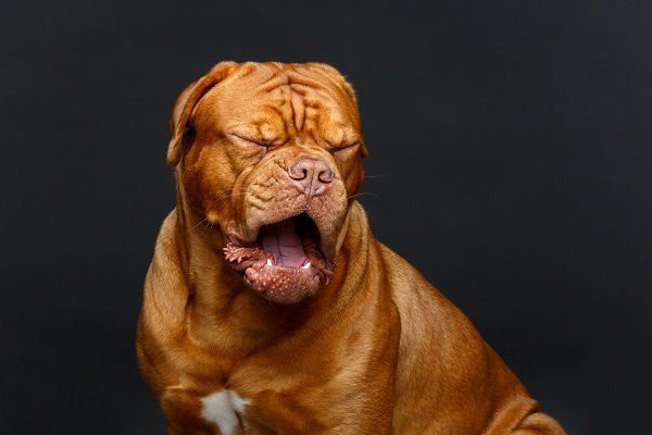 Dogue De Bordeaux Separation Anxiety